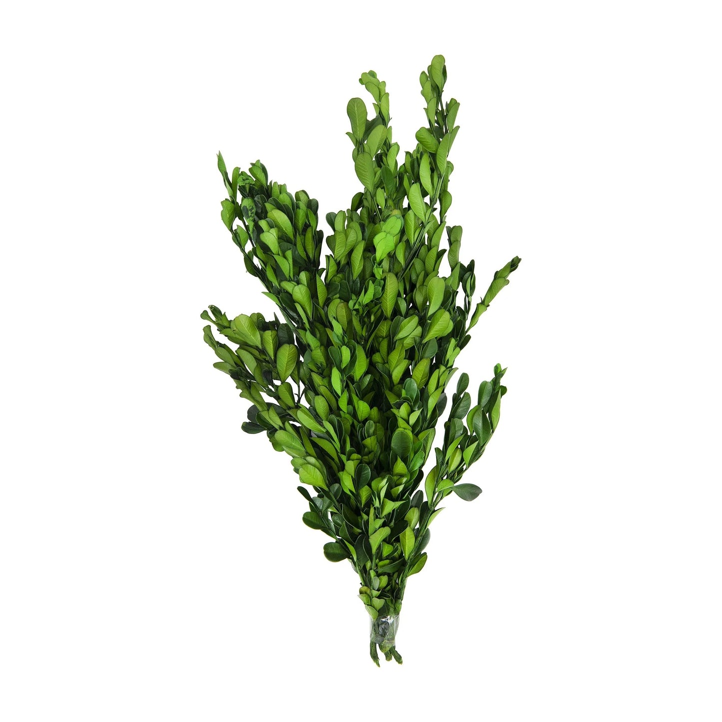 Boxwood Spray