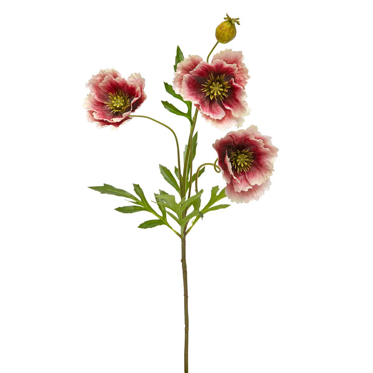 Spray Poppy Beauty