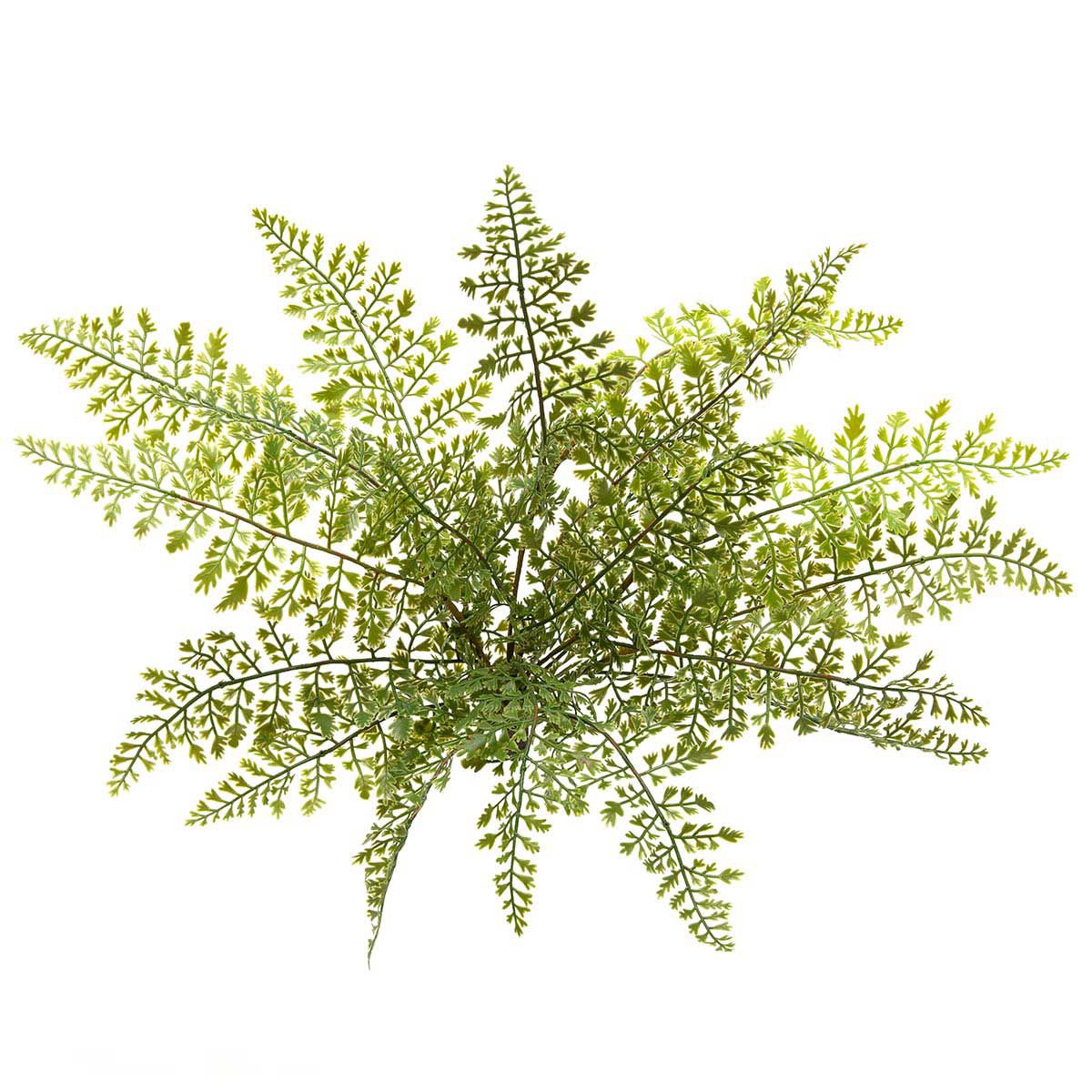 Fern Lady Small Stem