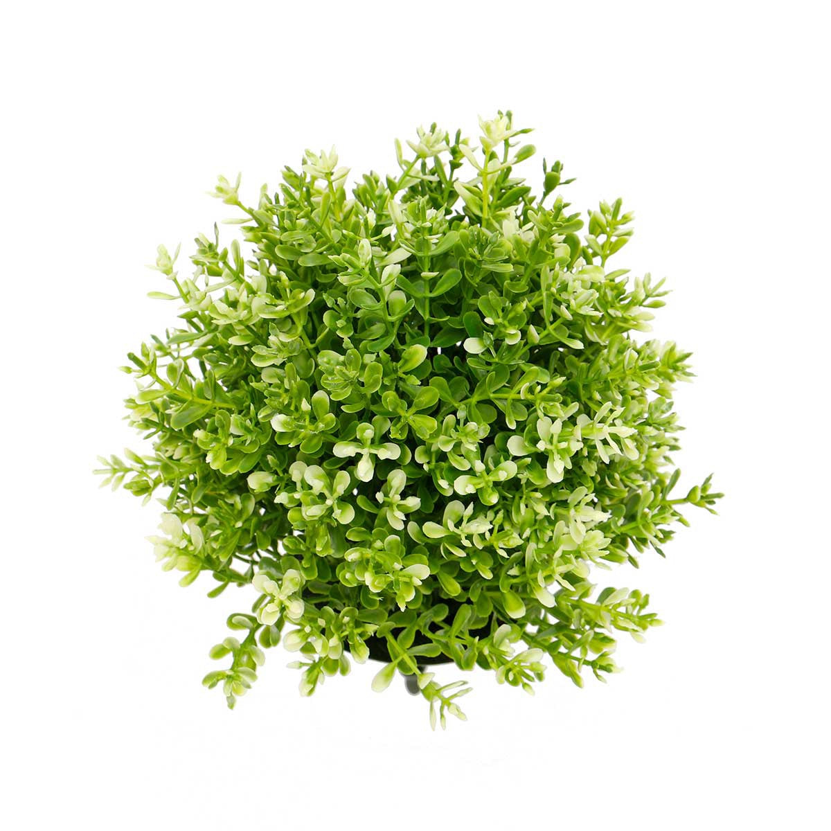 Boxwood Ball Dome- Light Green