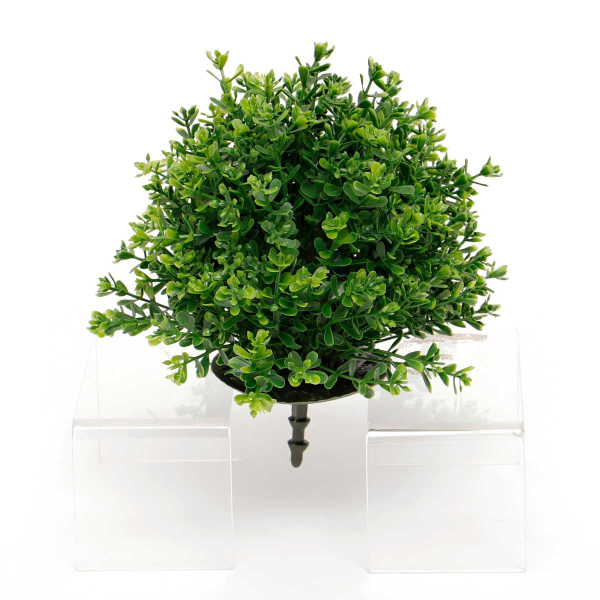 Boxwood Ball Dome 8"
