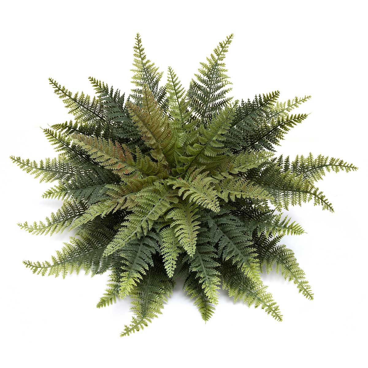 Fern Lady Stem