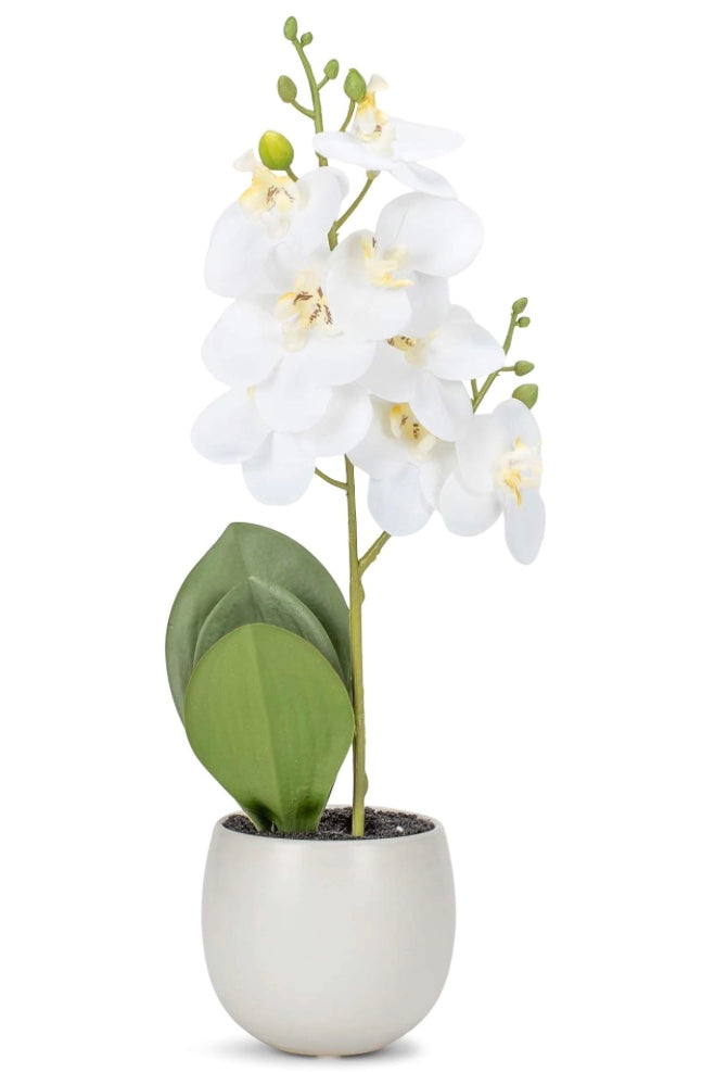 11.75" Potted Orchid