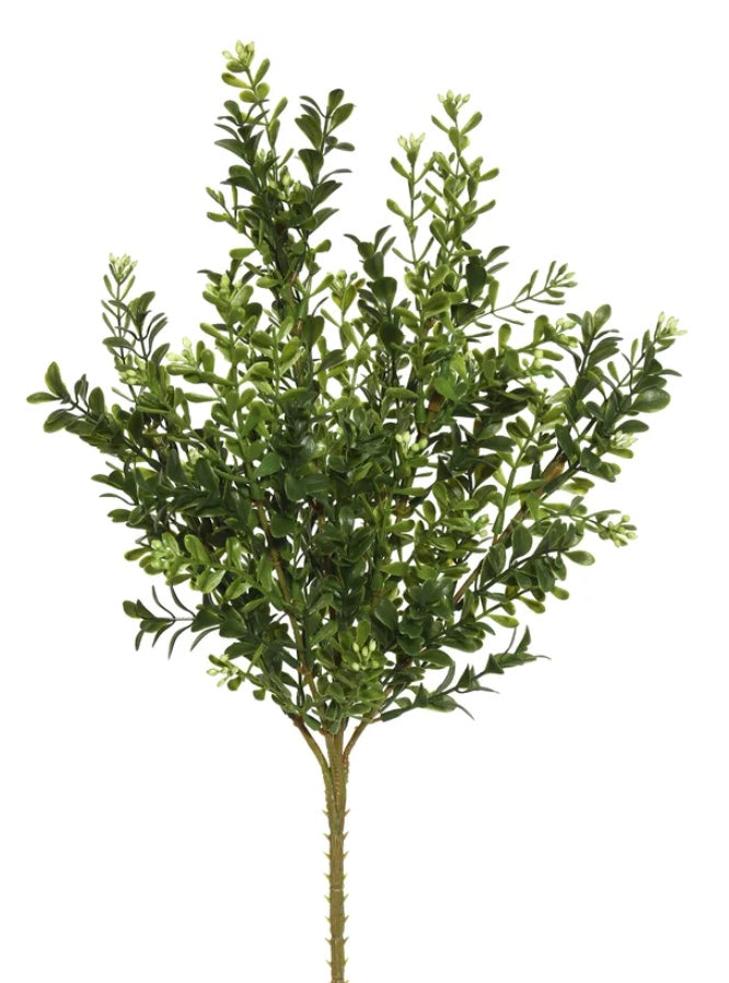 Boxwood Stem Small