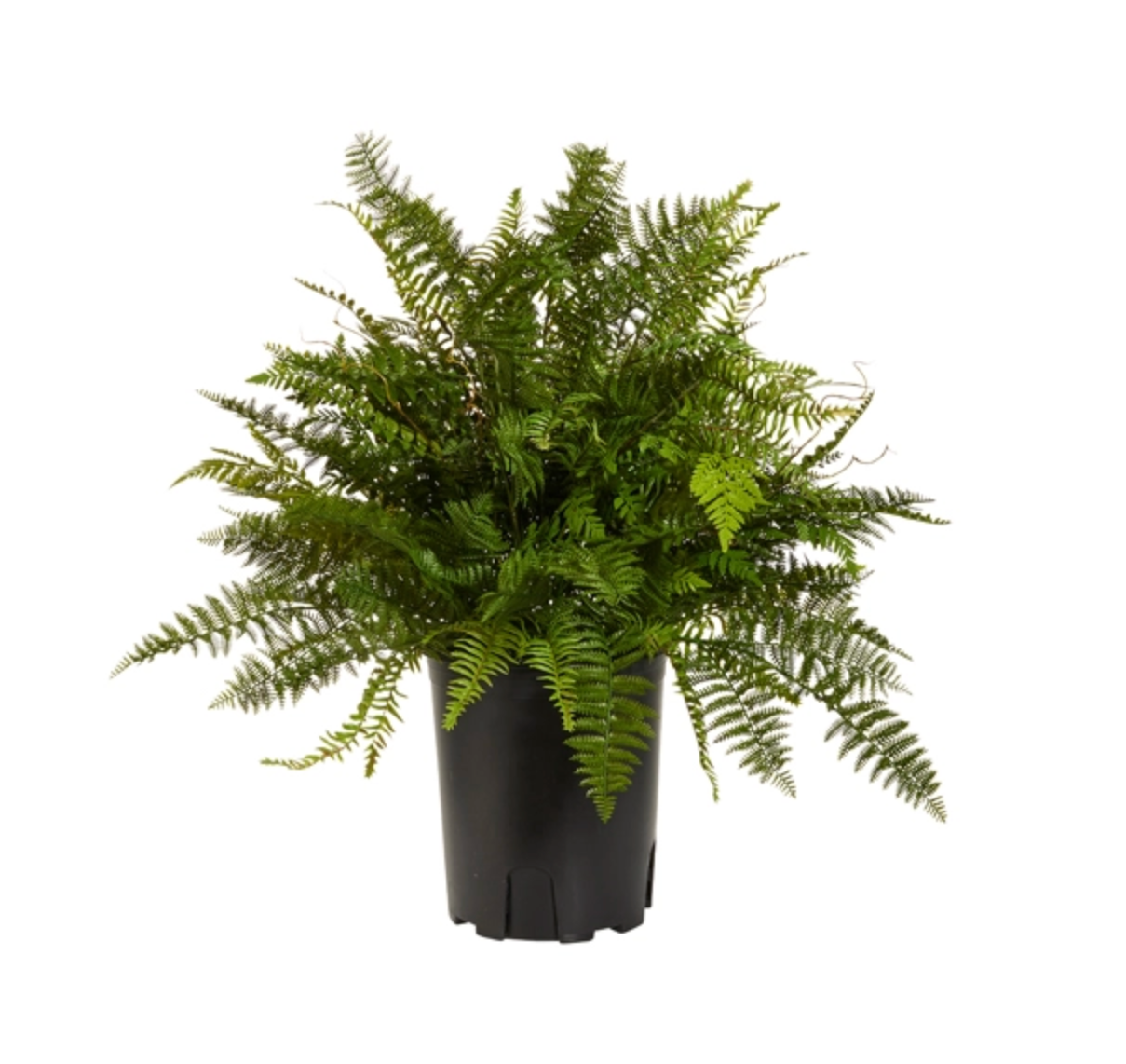 36" Potted Fern Plant