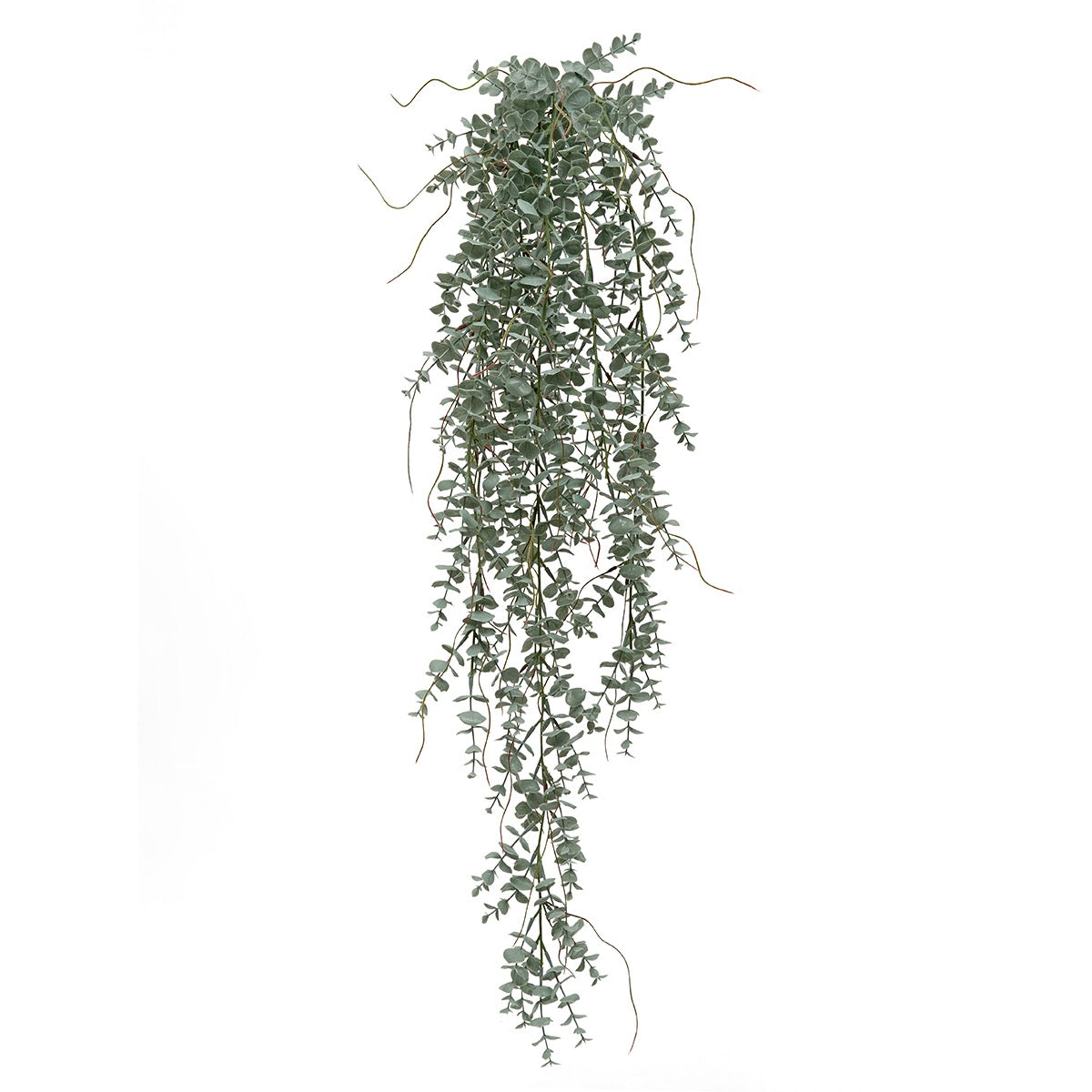 Hanging Bush Rucus