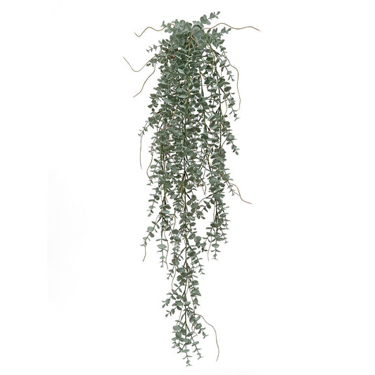 Hanging Bush Rucus