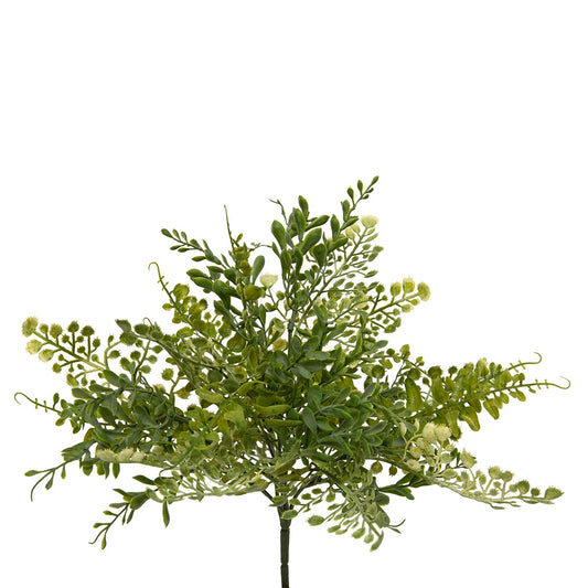 Bush Mixed Maidenhair Fern