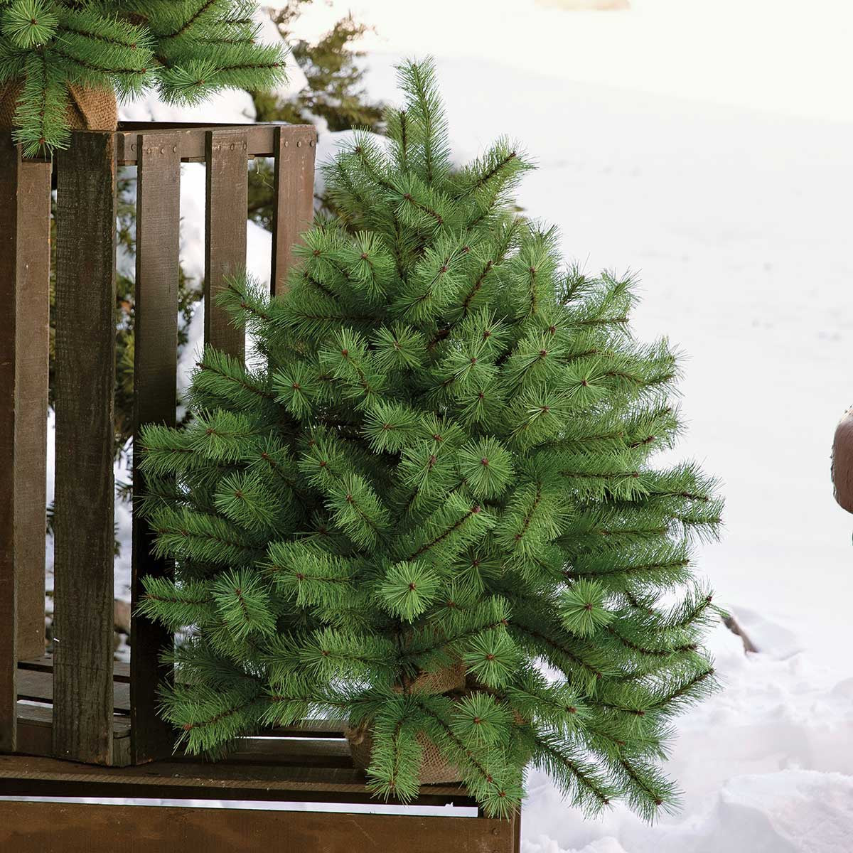 Squatty Pine Tree- Large