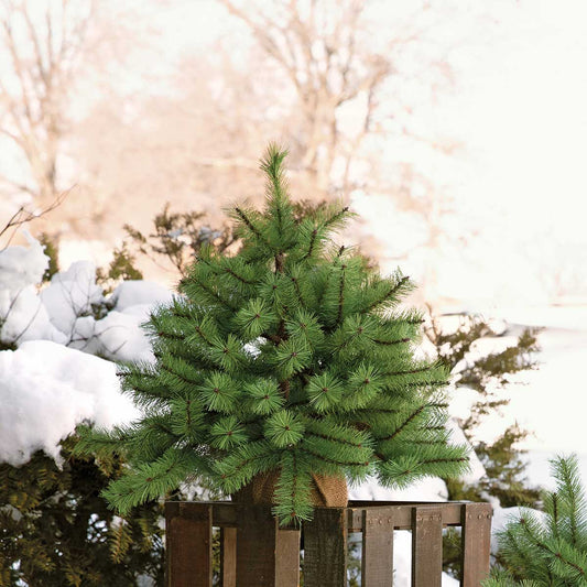 Squatty Pine Tree- Small