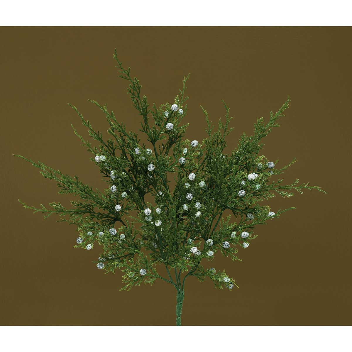 Juniper Pine Bush w berries