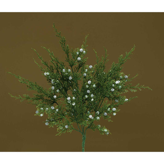 Juniper Pine Bush w berries