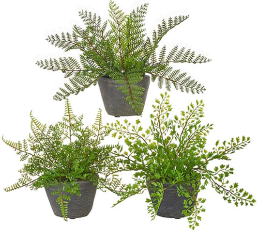 Potted Mini Fern