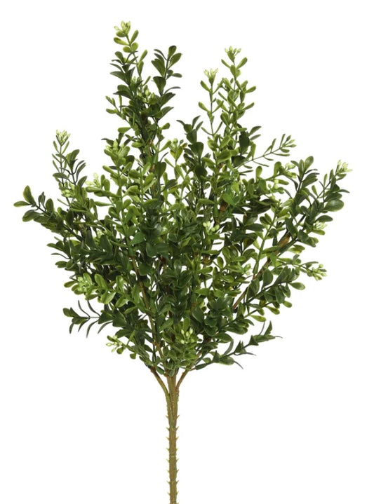 Boxwood Stem Small