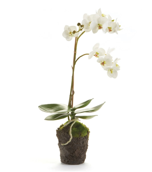 Phalaenopsis Orchid Drop in