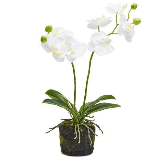White Butterfly Orchid